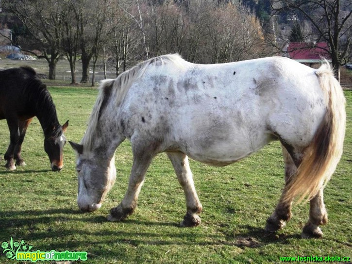 Život s koňmi - Foto Gabriela Richtrová (3)