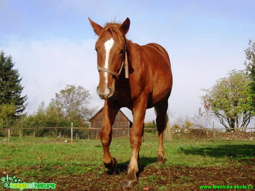 Život s koňmi - Foto Gabriela Richtrová (7)