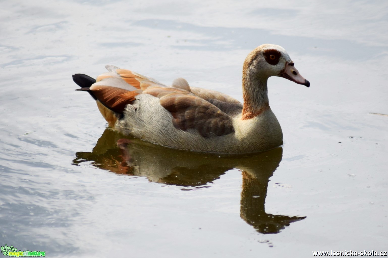 Husice nilská - Alopochen aegyptiacus - Foto Marie Žďánská (1)