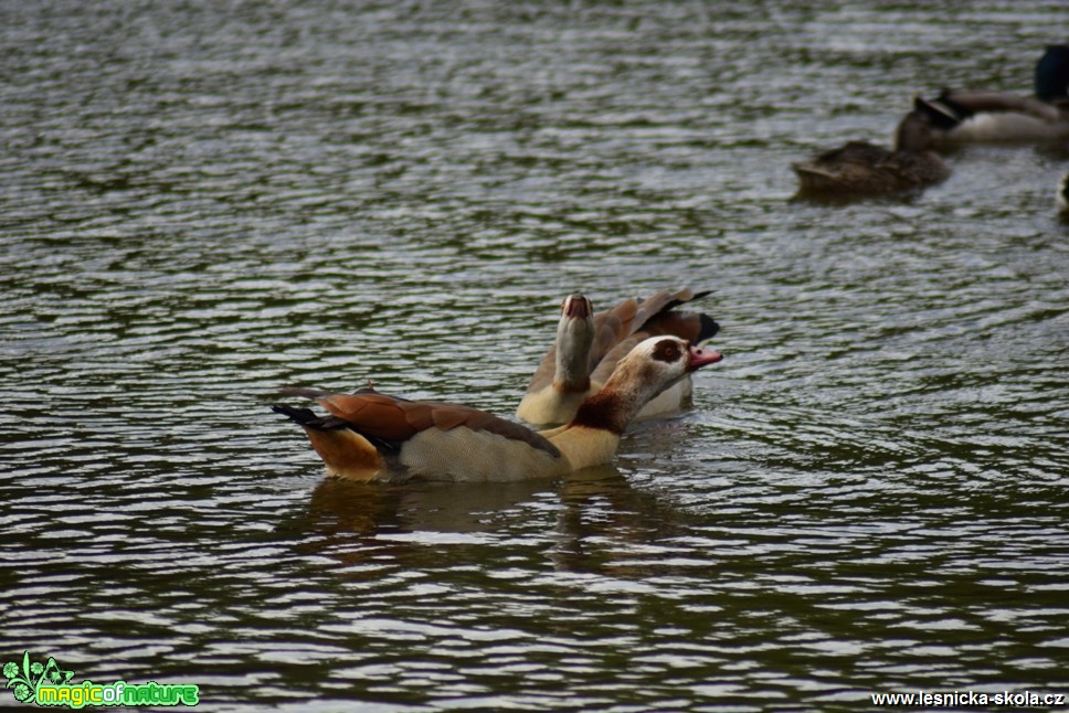 Husice nilská - Alopochen aegyptiacus - Foto Marie Žďánská (3)