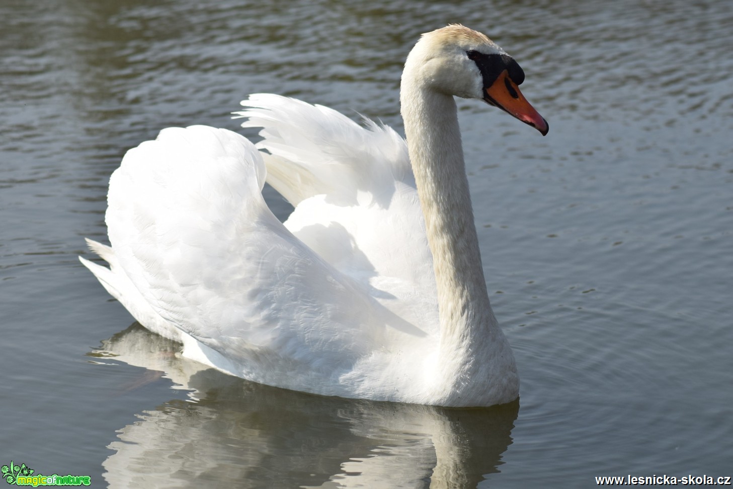 Labuť velká - Cygnus olor - Foto Marie Žďánská (1)