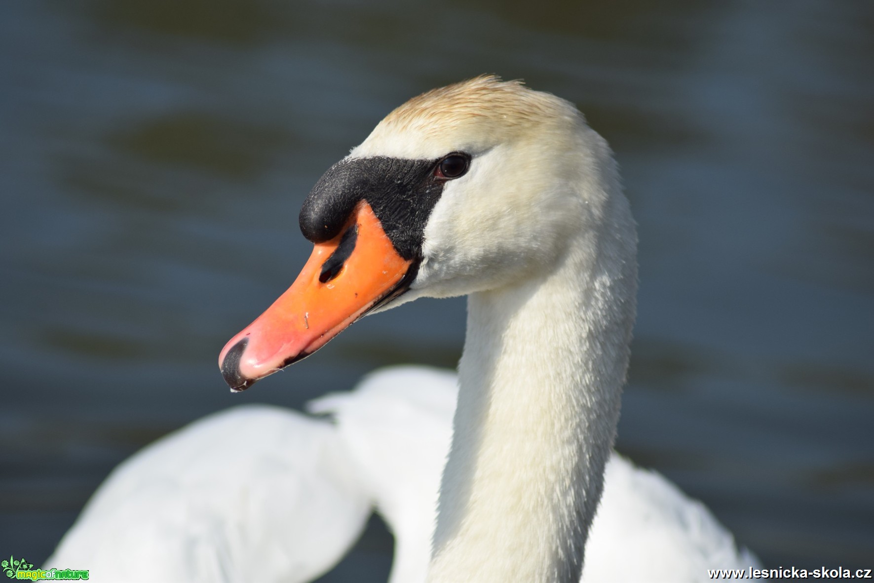 Labuť velká - Cygnus olor - Foto Marie Žďánská (2)