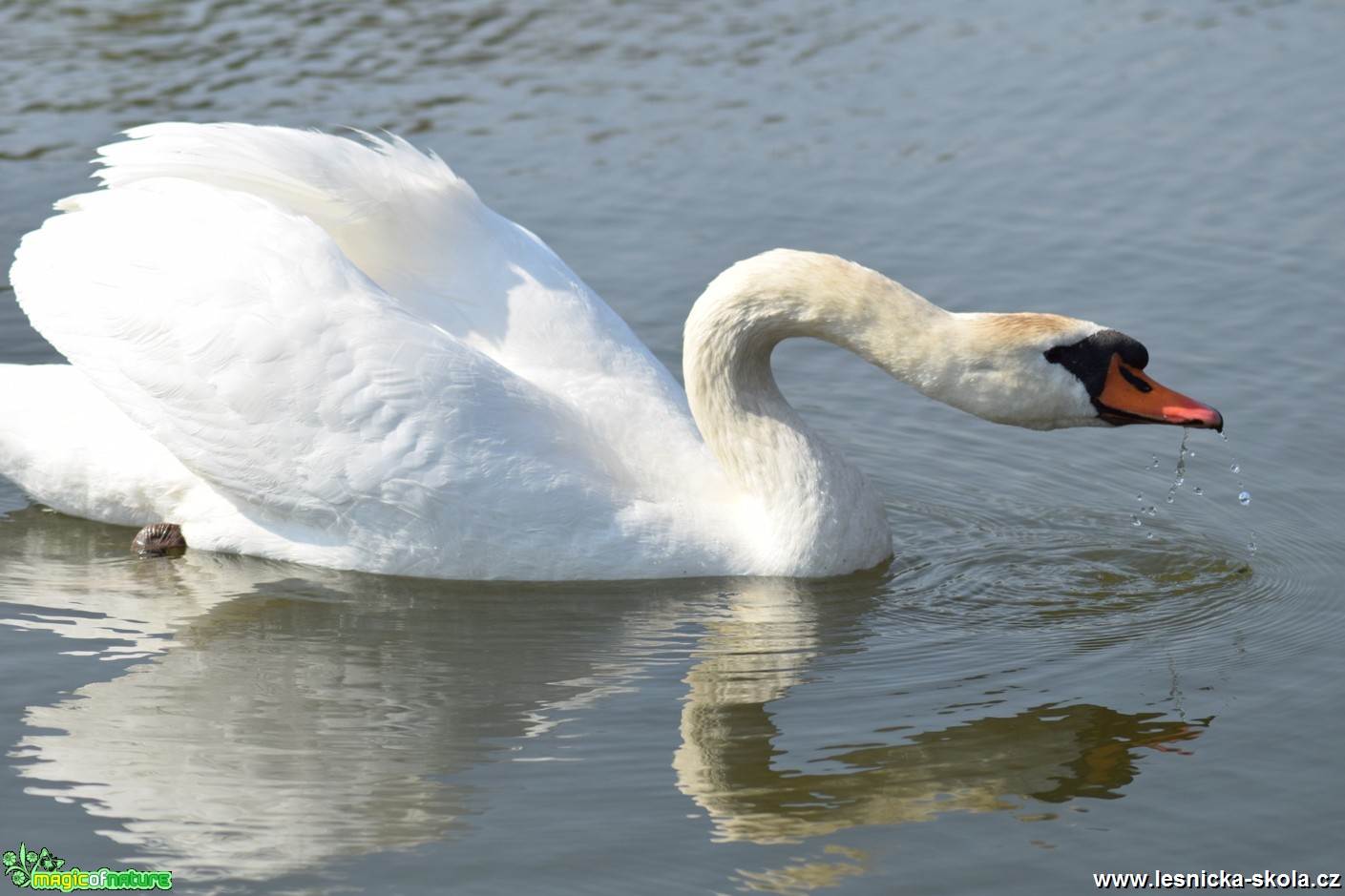 Labuť velká - Cygnus olor - Foto Marie Žďánská (3)