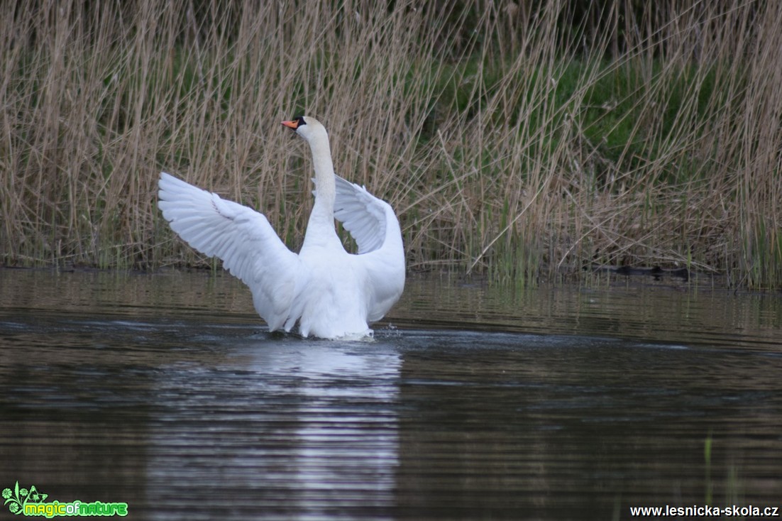 Labuť velká - Cygnus olor - Foto Marie Žďánská (4)