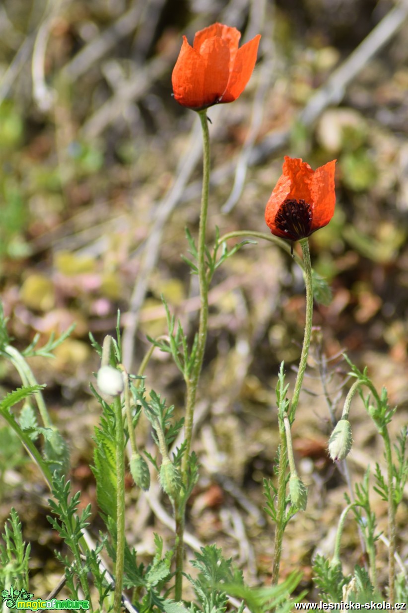 Mák pochybný - Papaver dubium - Foto Marie Žďánská  (2)