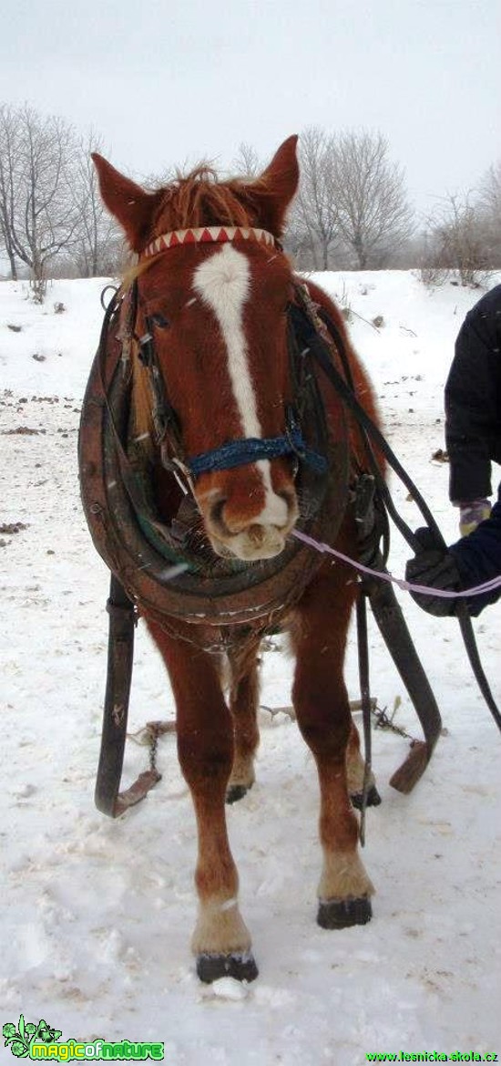 Život s koňmi - Foto Gabriela Richtrová (10)