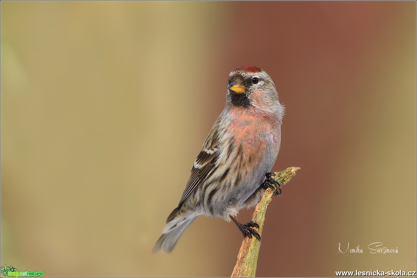 Čečetka zimní - Acanthis flammea - Foto Monika Suržinová 0119 (3)