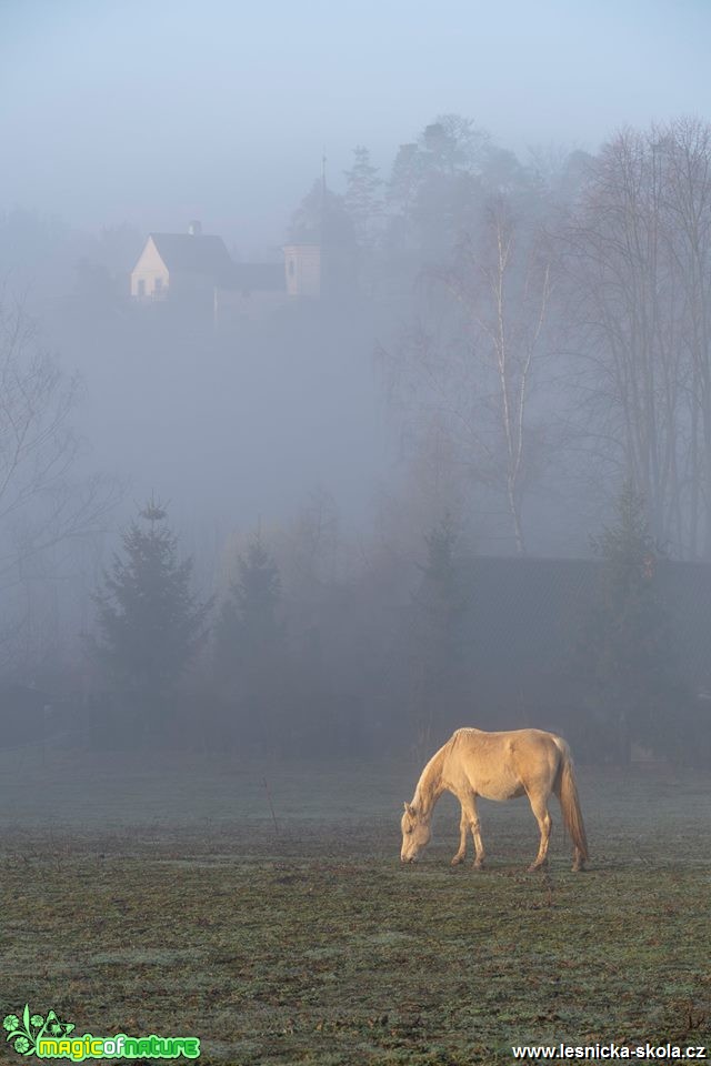 Mlhavé podhradí - Foto Petr Germanič 0419