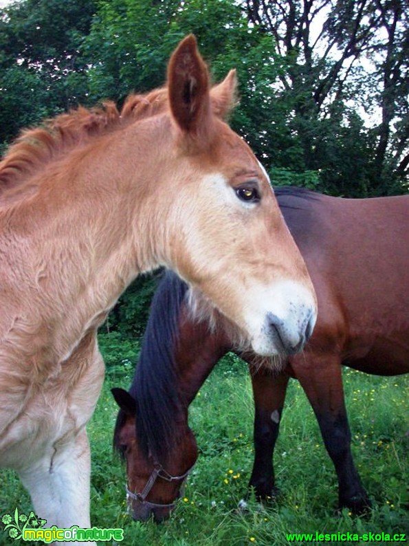 Život s koňmi - Foto Gabriela Richtrová (13)