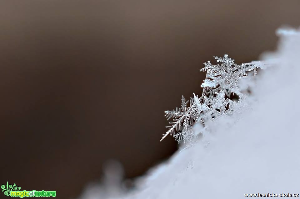 Sněhová hvězdička - Foto Marie Vykydalová 0319