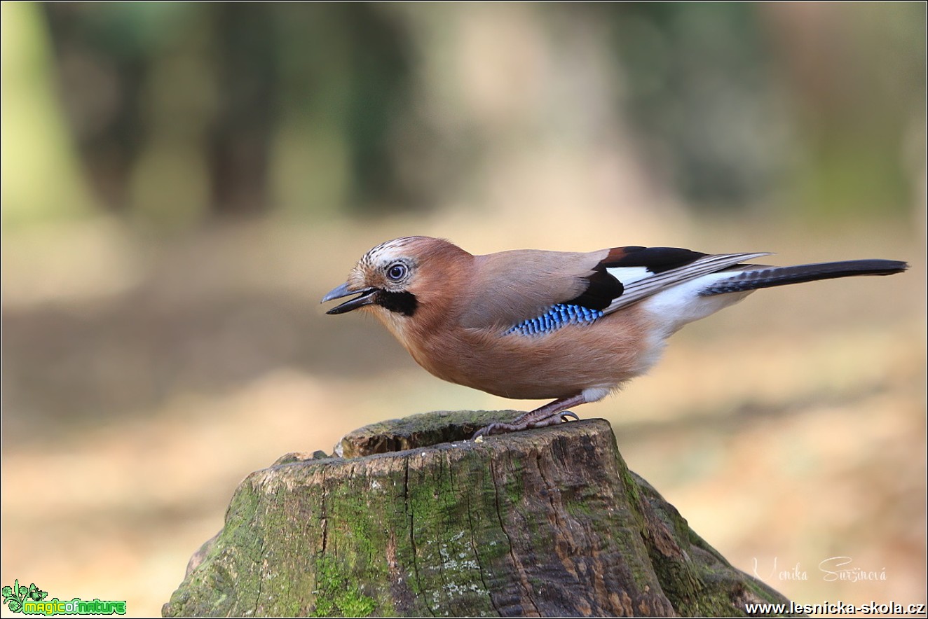 Sojka obecná - Garrulus glandarius - Foto Monika Suržinová 0519 (2)