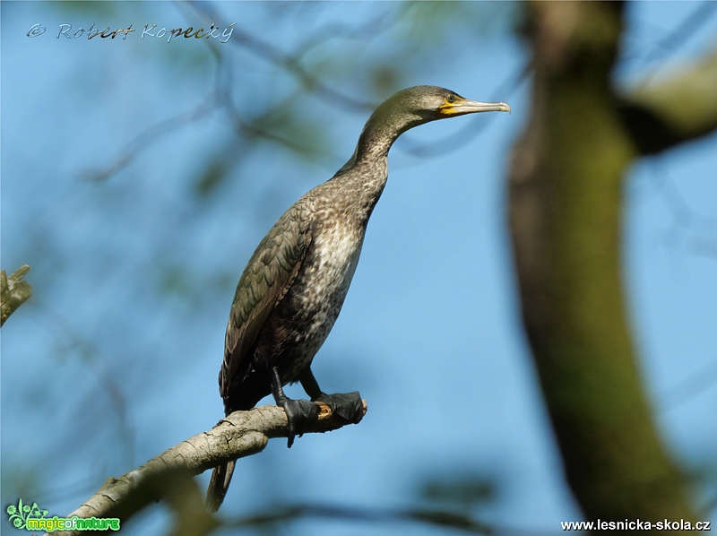 Kormorán velký - Phalacrocorax carbo - Foto Robert Kopecký 0219