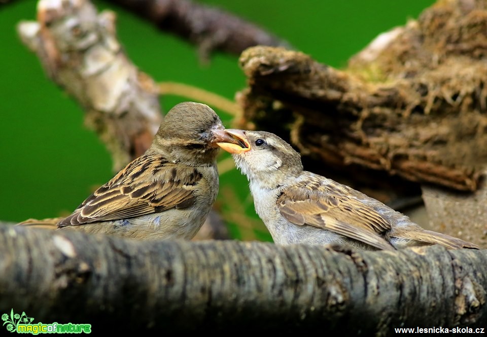 Krmení - Foto Pavel Balazka 0519