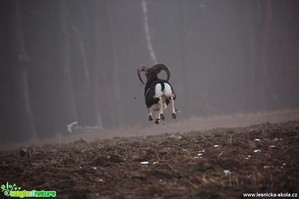 Setkání s muflonem - Foto Lukáš Zahrádka 1118 (1)