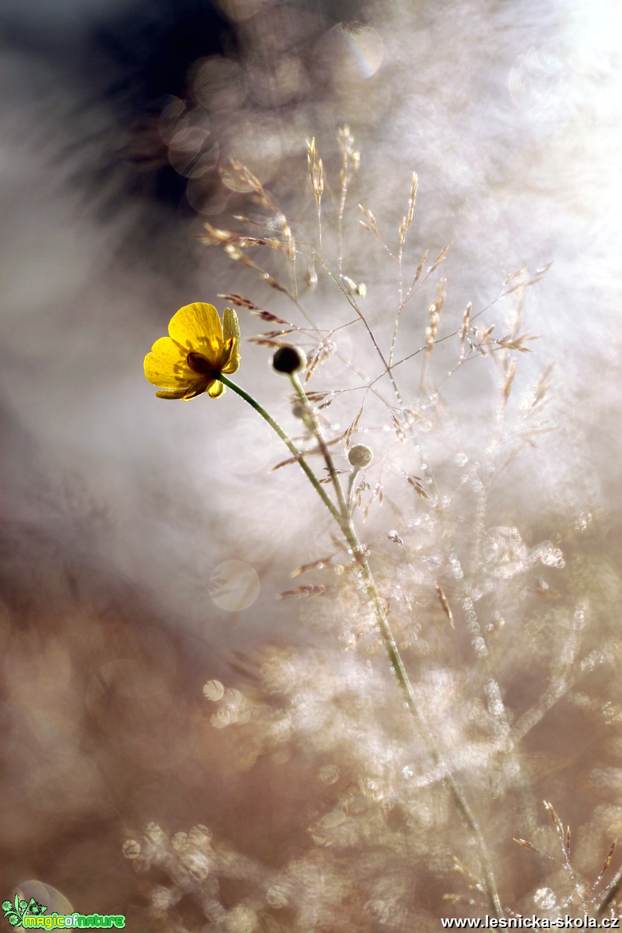 V paprscích slunečních - Foto Angelika Špicarová