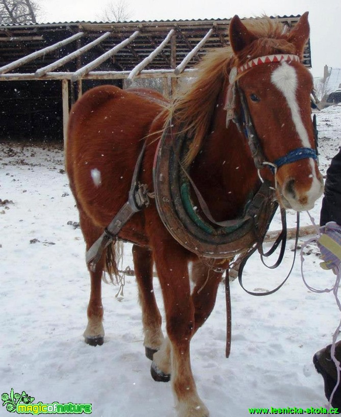 Život s koňmi - Foto Gabriela Richtrová (24)