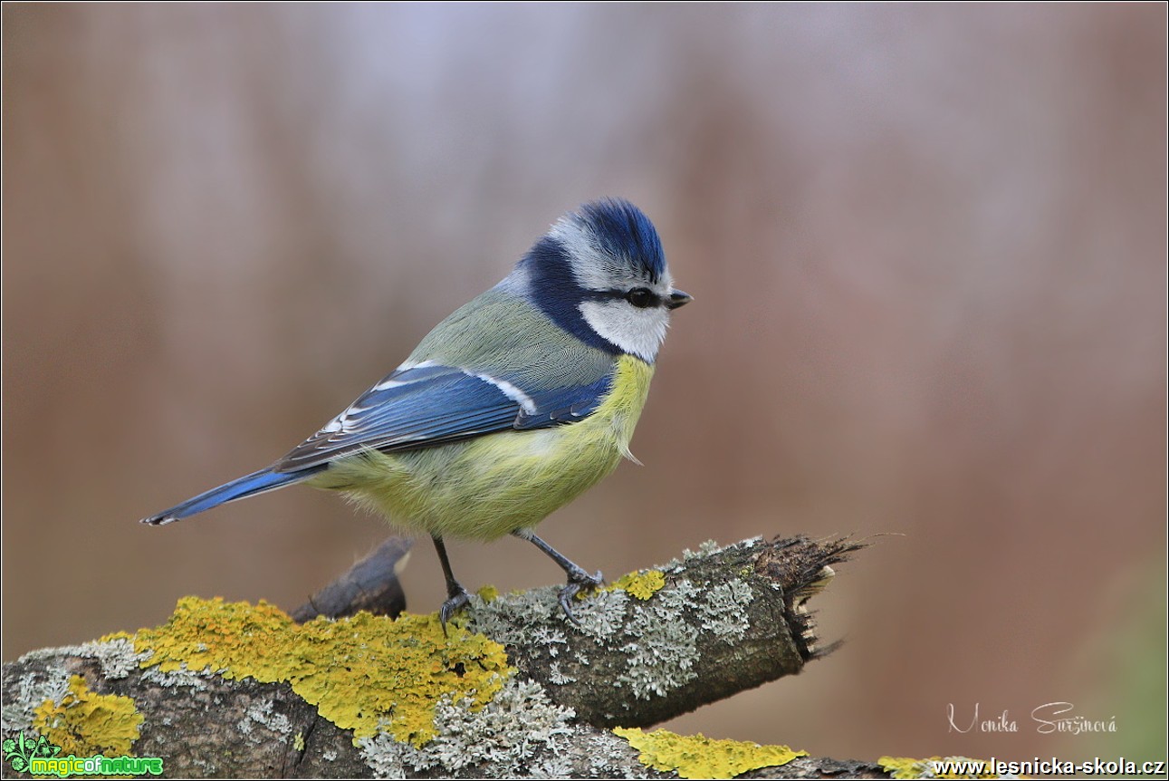 Sýkora modřinka - Cyanistes caeruleus - Foto Monika Suržinová 0819 (4)