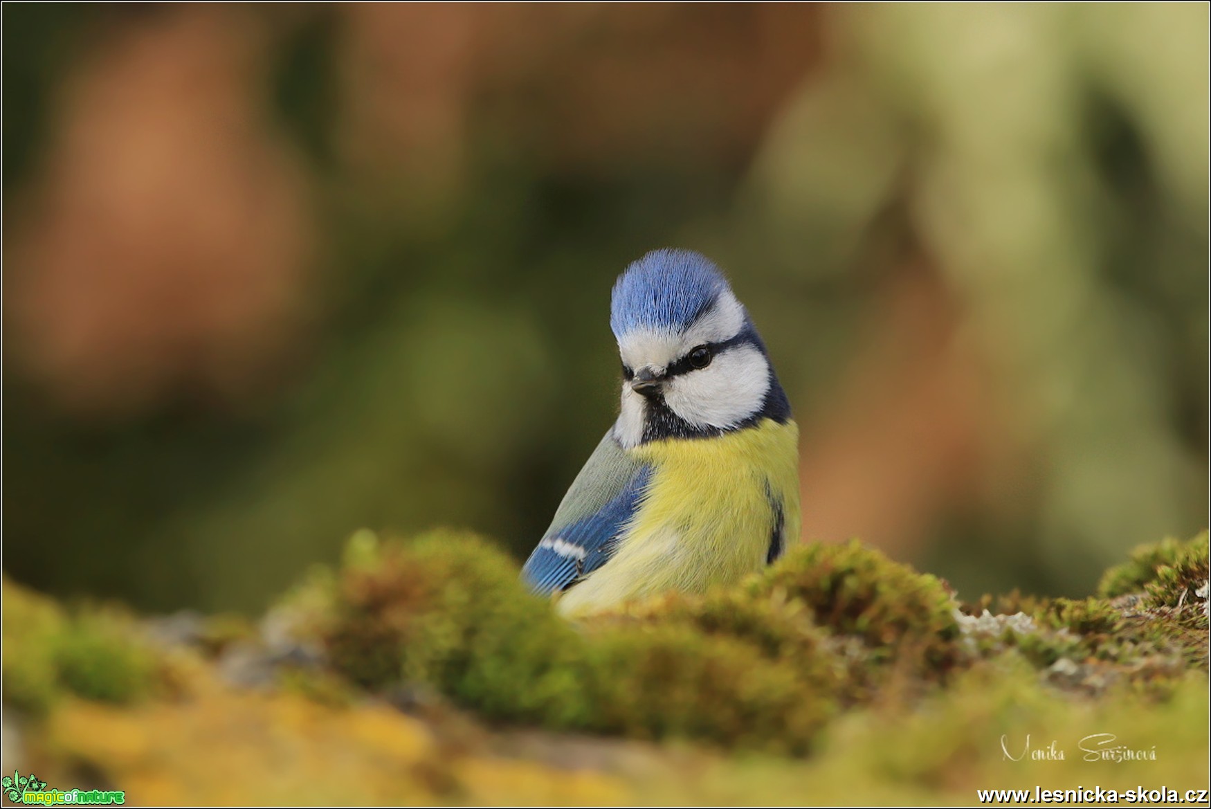 Sýkora modřinka - Cyanistes caeruleus - Foto Monika Suržinová 0819 (5)