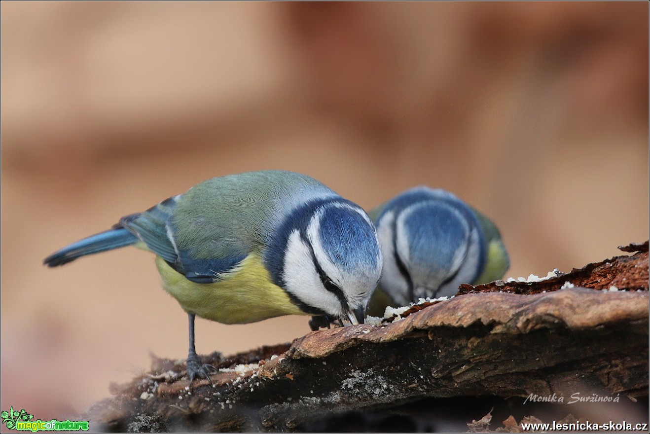 Sýkora modřinka - Cyanistes caeruleus - Foto Monika Suržinová 0819 (6)