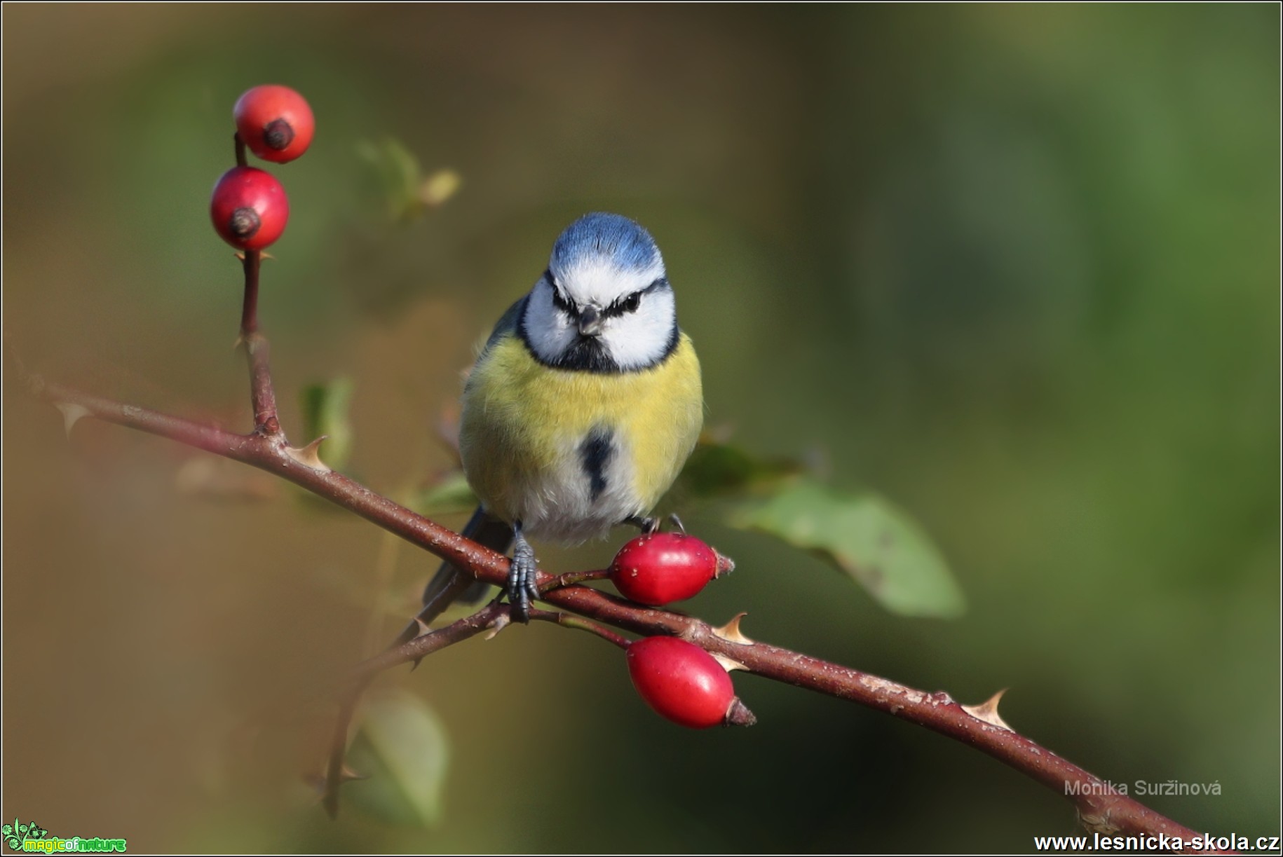 Sýkora modřinka - Cyanistes caeruleus - Foto Monika Suržinová 0819 (7)