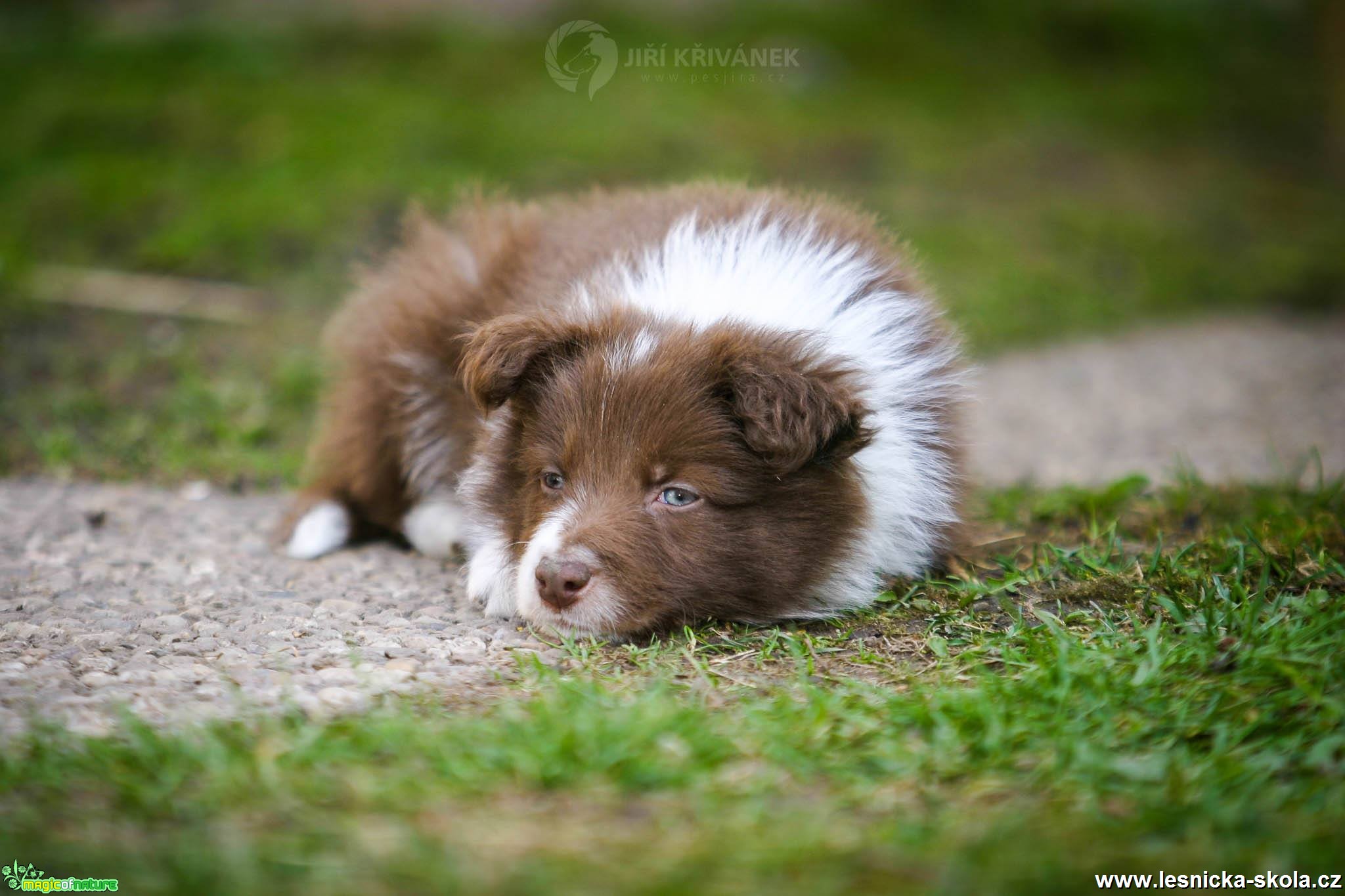 Štěněcí fotohrátky - Foto Jiří Křivánek 0919 (4)