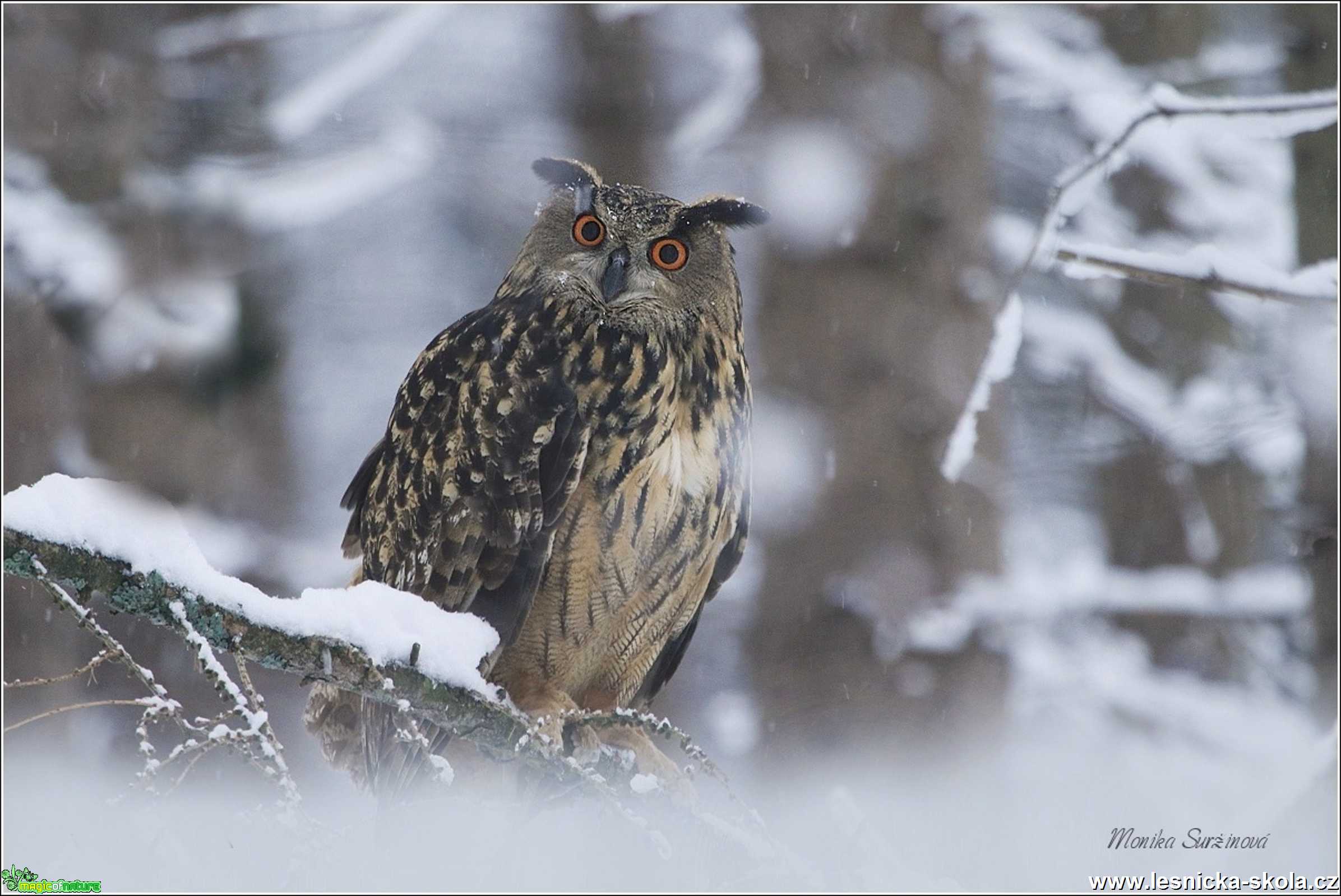 Výr velký - Bubo bubo - Foto Monika Suržinová 1019 (1)