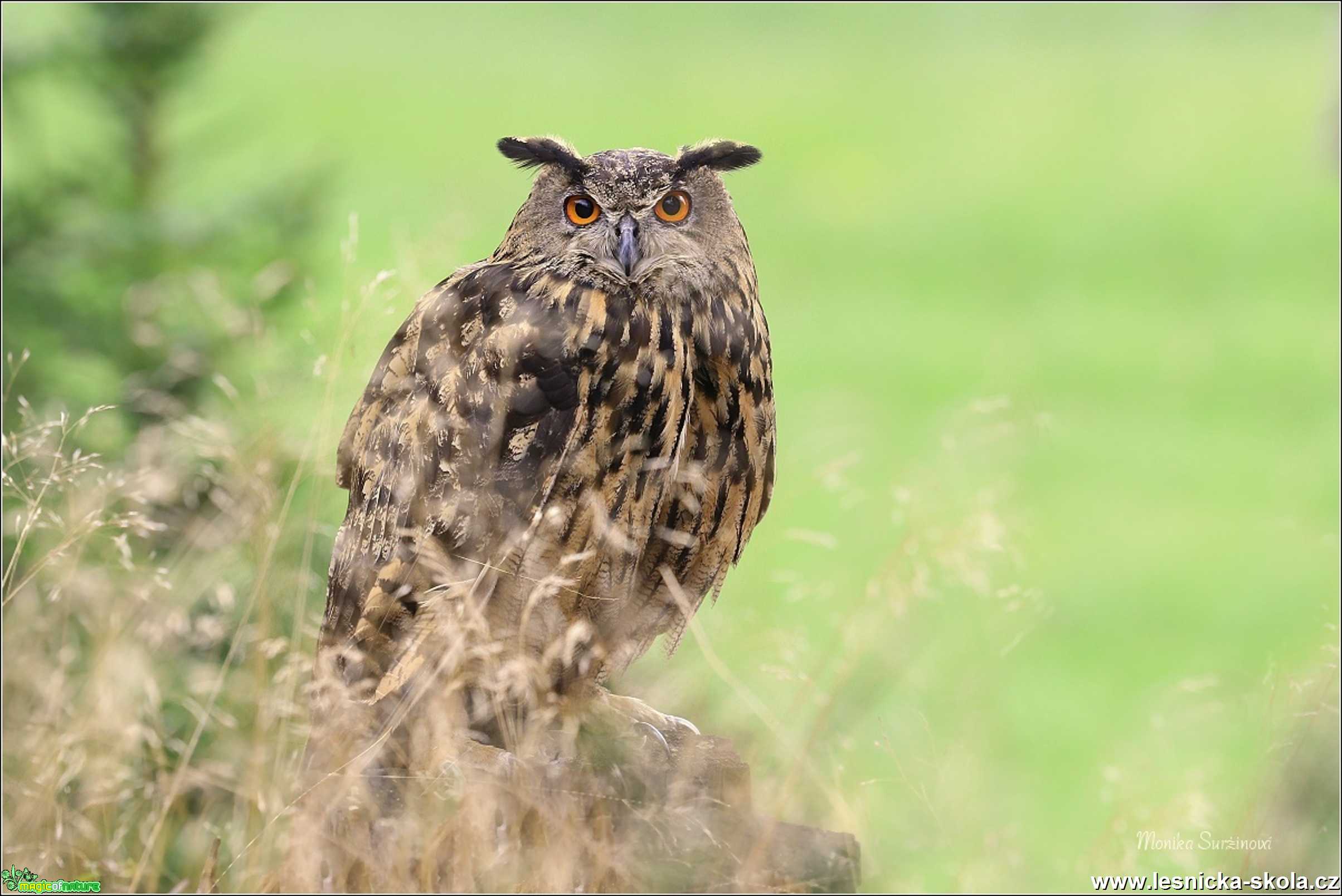 Výr velký - Bubo bubo - Foto Monika Suržinová 1019 (4)