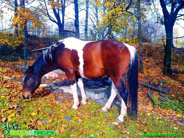 Život s koňmi - Foto Gabriela Richtrová (41)