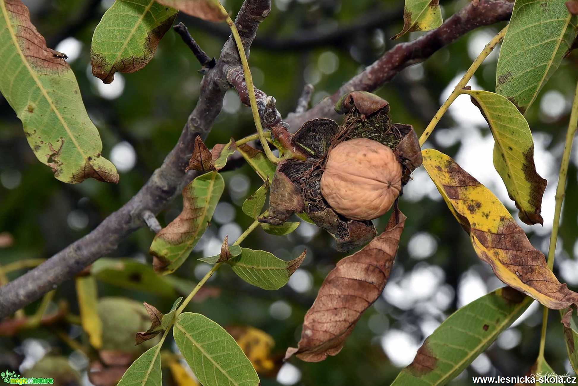 Ořešák královský - Juglans regia - Foto Pavel Ulrych 1019