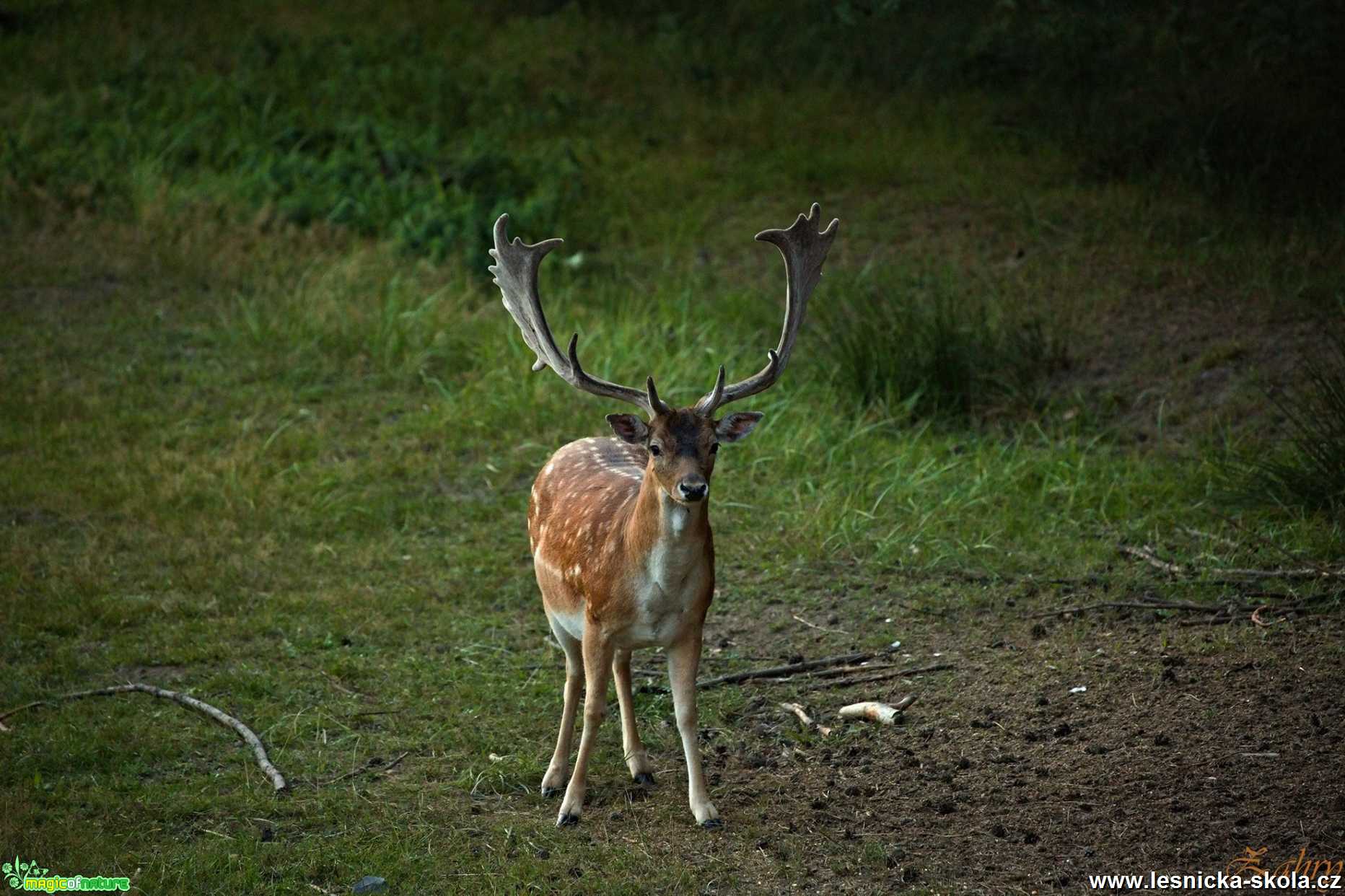 Daněk skvrnitý - Foto Lukáš Zahrádka 1019 (3)