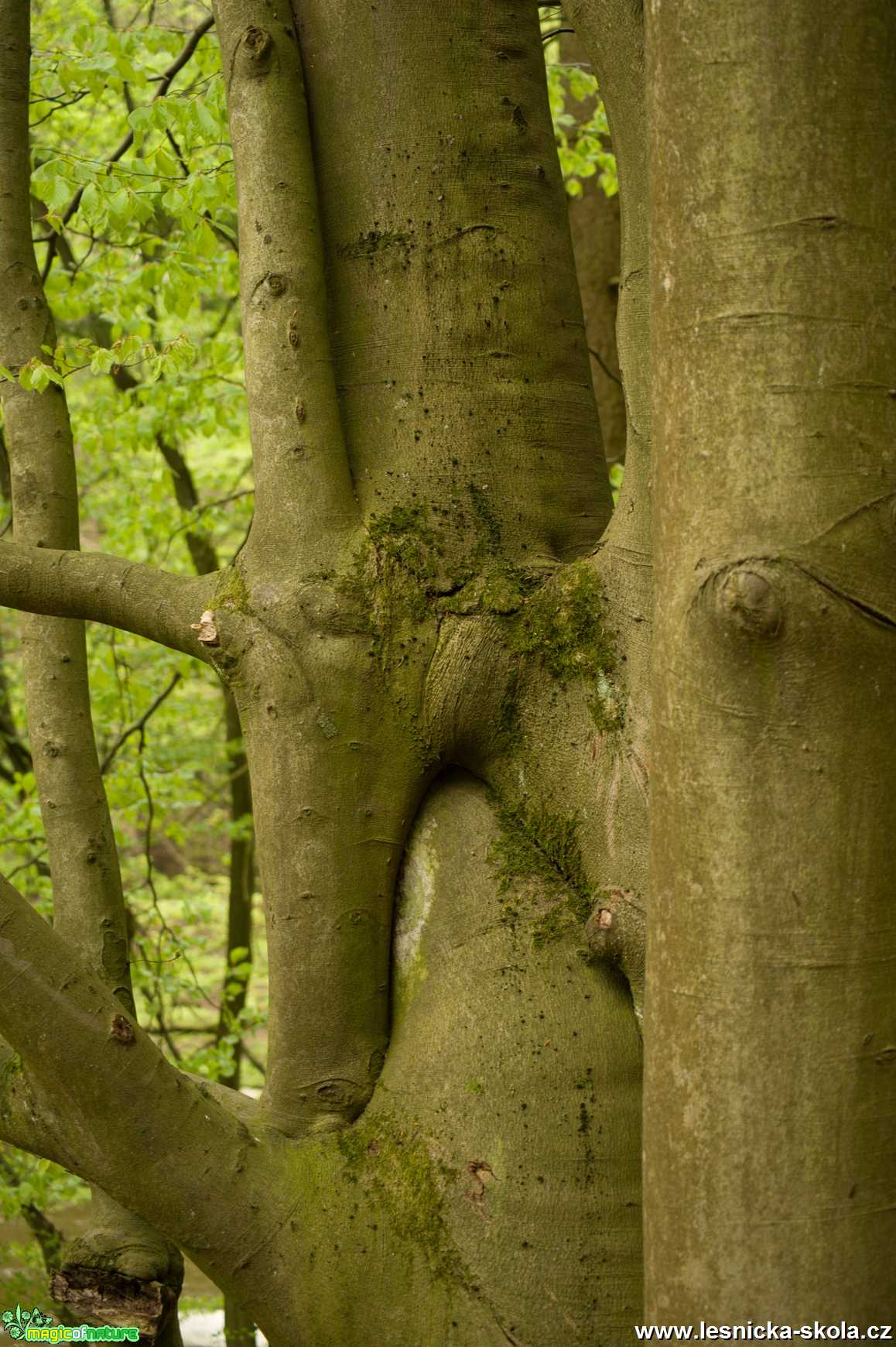 Propletené kmeny - Foto Tomáš Kunze 1019