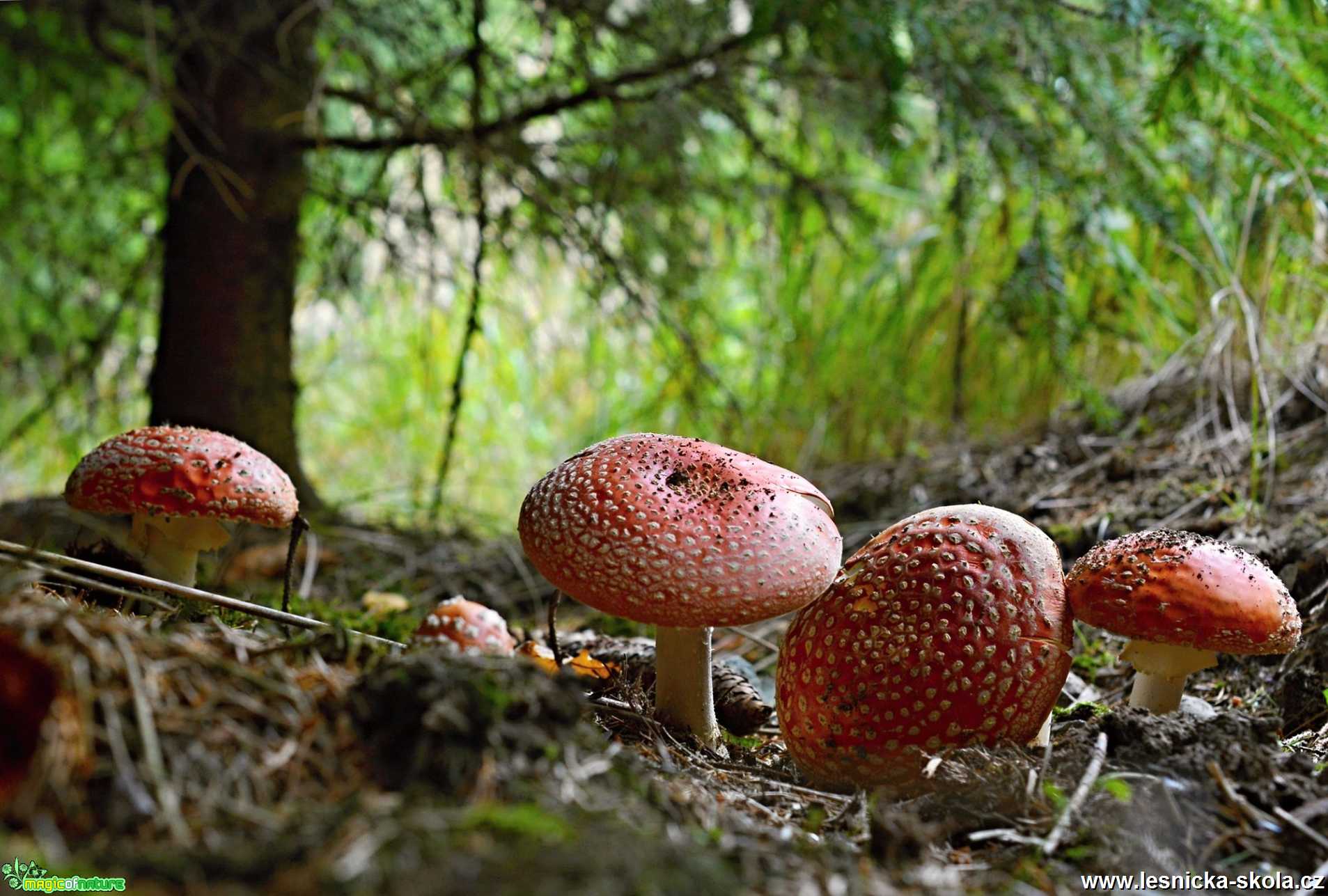 V houbovém království - Foto Marie Vykydalová 1019 (10)