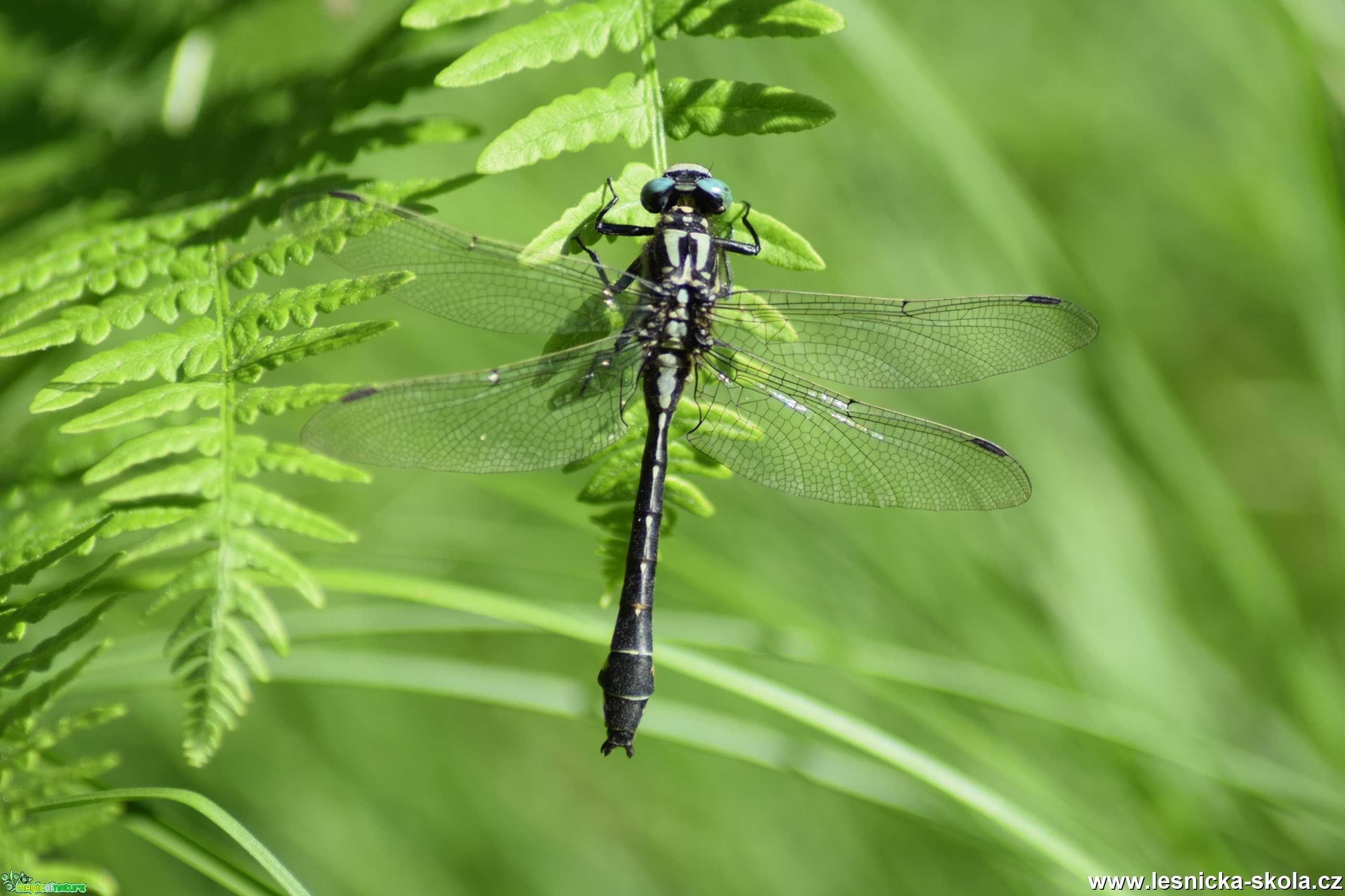 Klínatka obecná samec - Gomphus vulgatissimus - Foto Marie Žďánská 1019