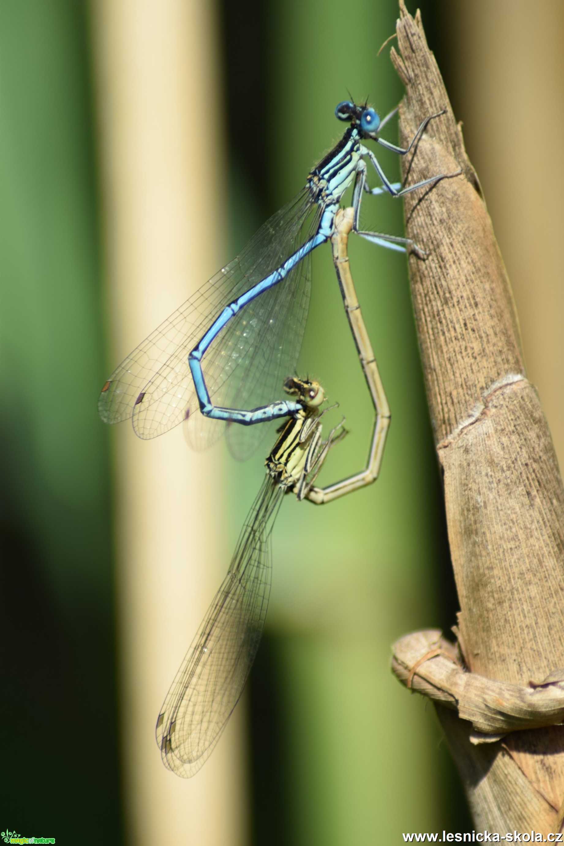 Šidélko brvonohé - Platycnemis pennipes - Foto Marie Žďánská 1019