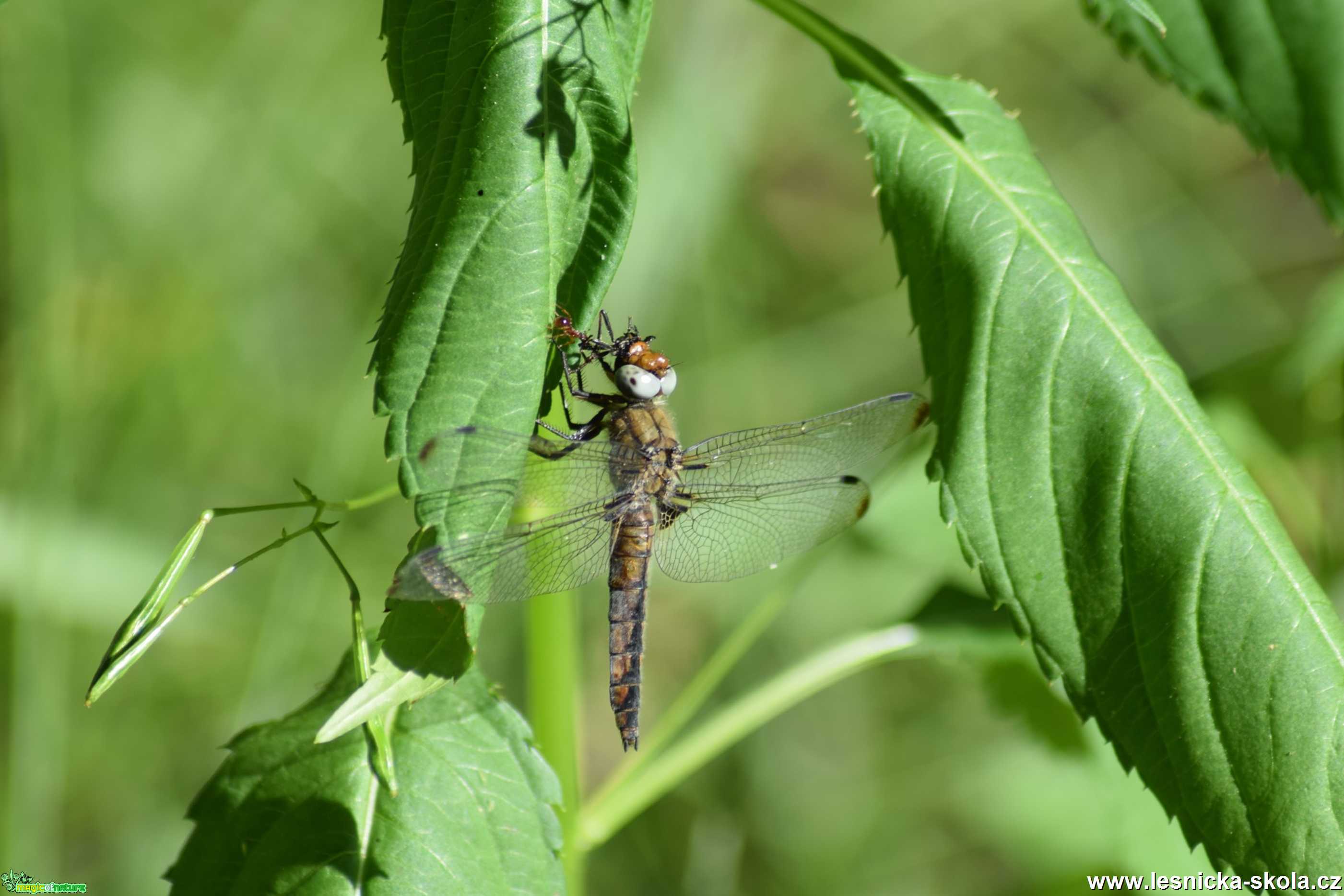 Vážka plavá - Libellula fulva - Foto Marie Žďánská 1019