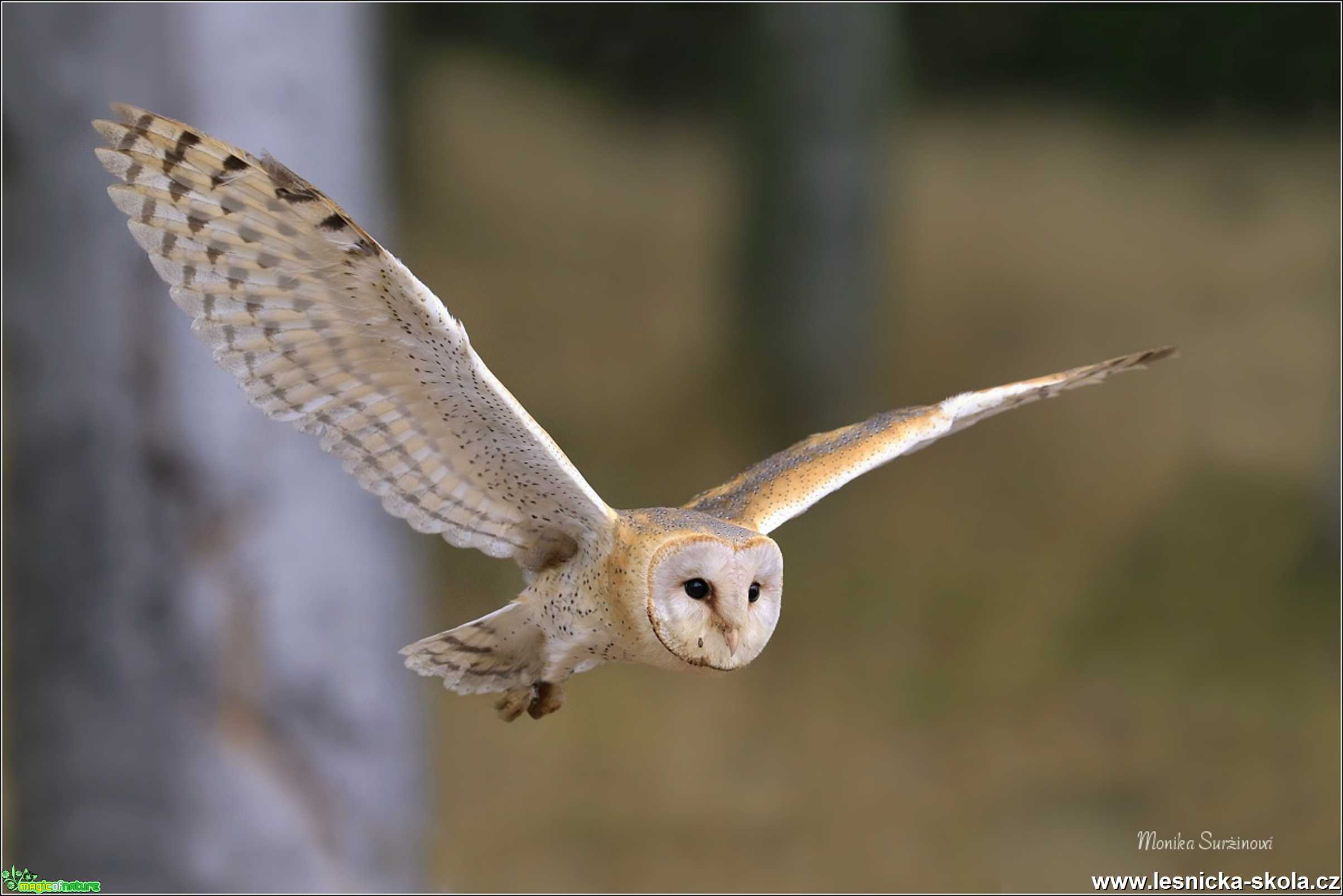 Sova pálená -Tyto alba- Foto Monika Suržinová 1119 (3)