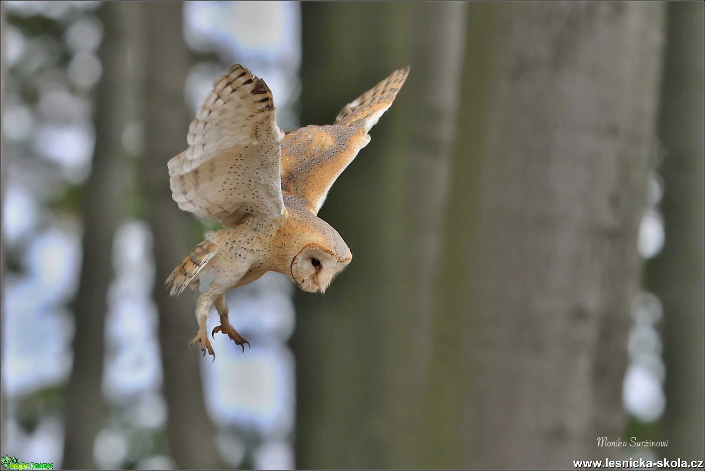 Sova pálená -Tyto alba- Foto Monika Suržinová 1119 (4)