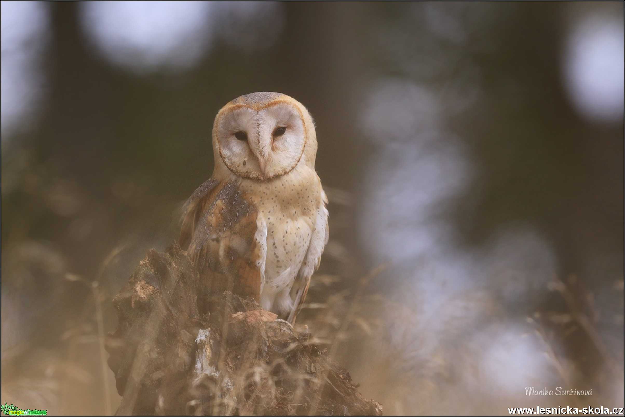 Sova pálená -Tyto alba- Foto Monika Suržinová 1119 (5)