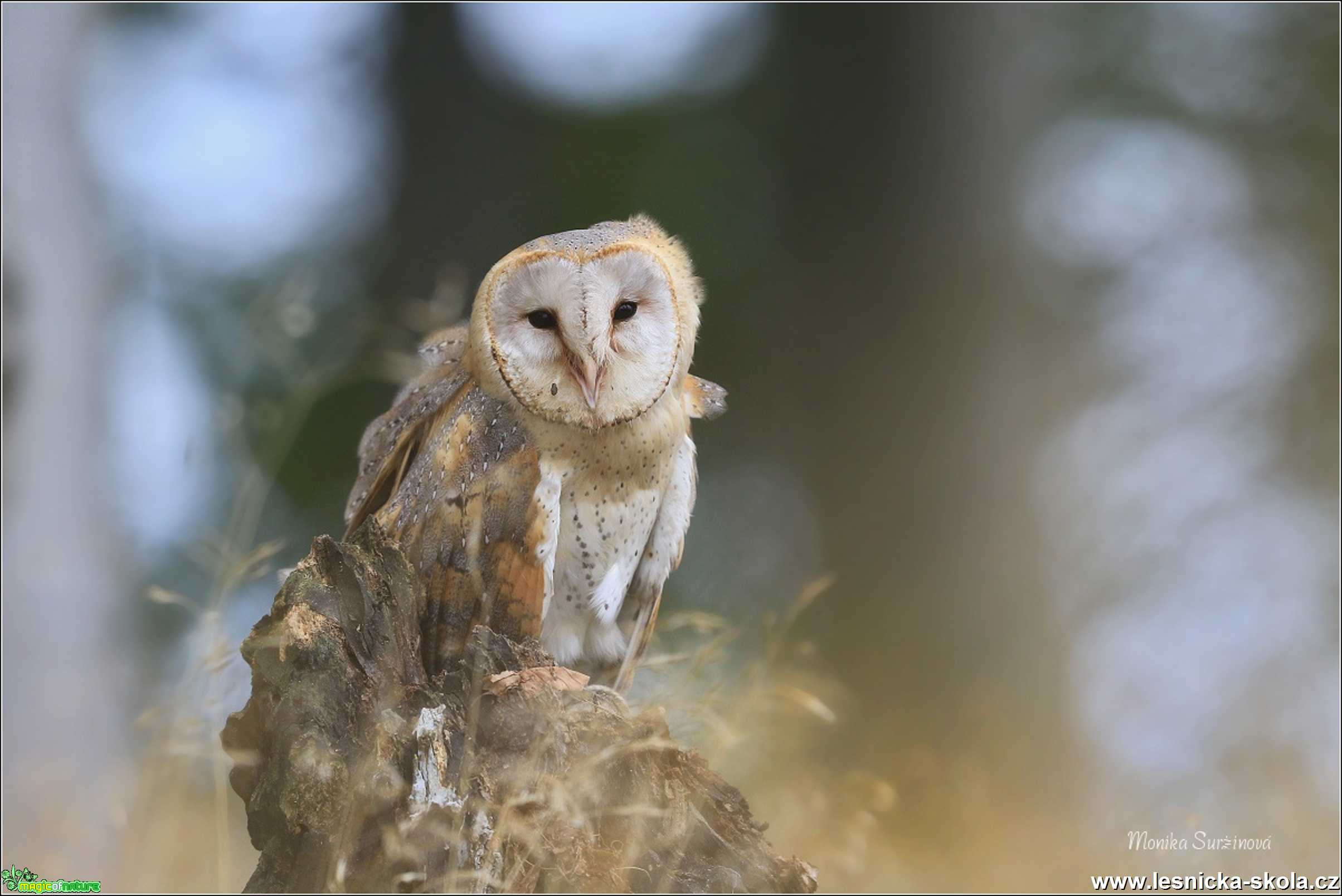 Sova pálená -Tyto alba- Foto Monika Suržinová 1119 (6)