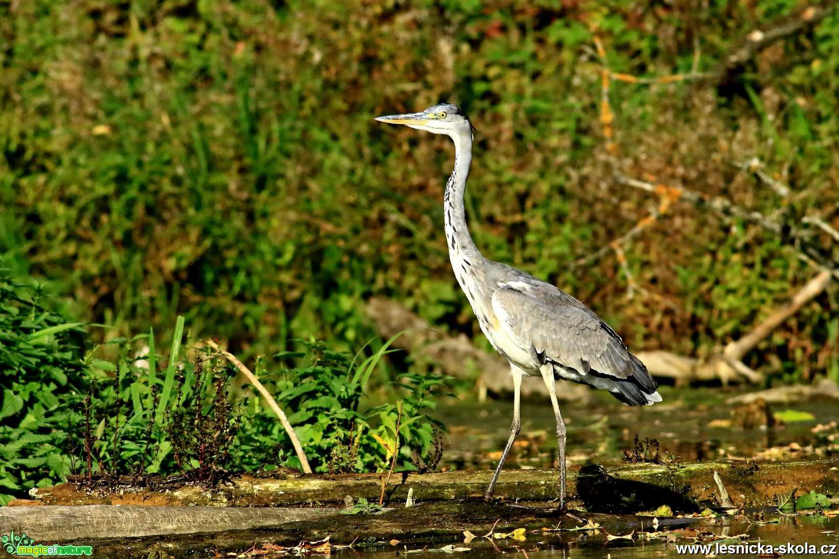 Volavka Popelavá - Ardea cinerea - Foto Pavel Balazka 1119