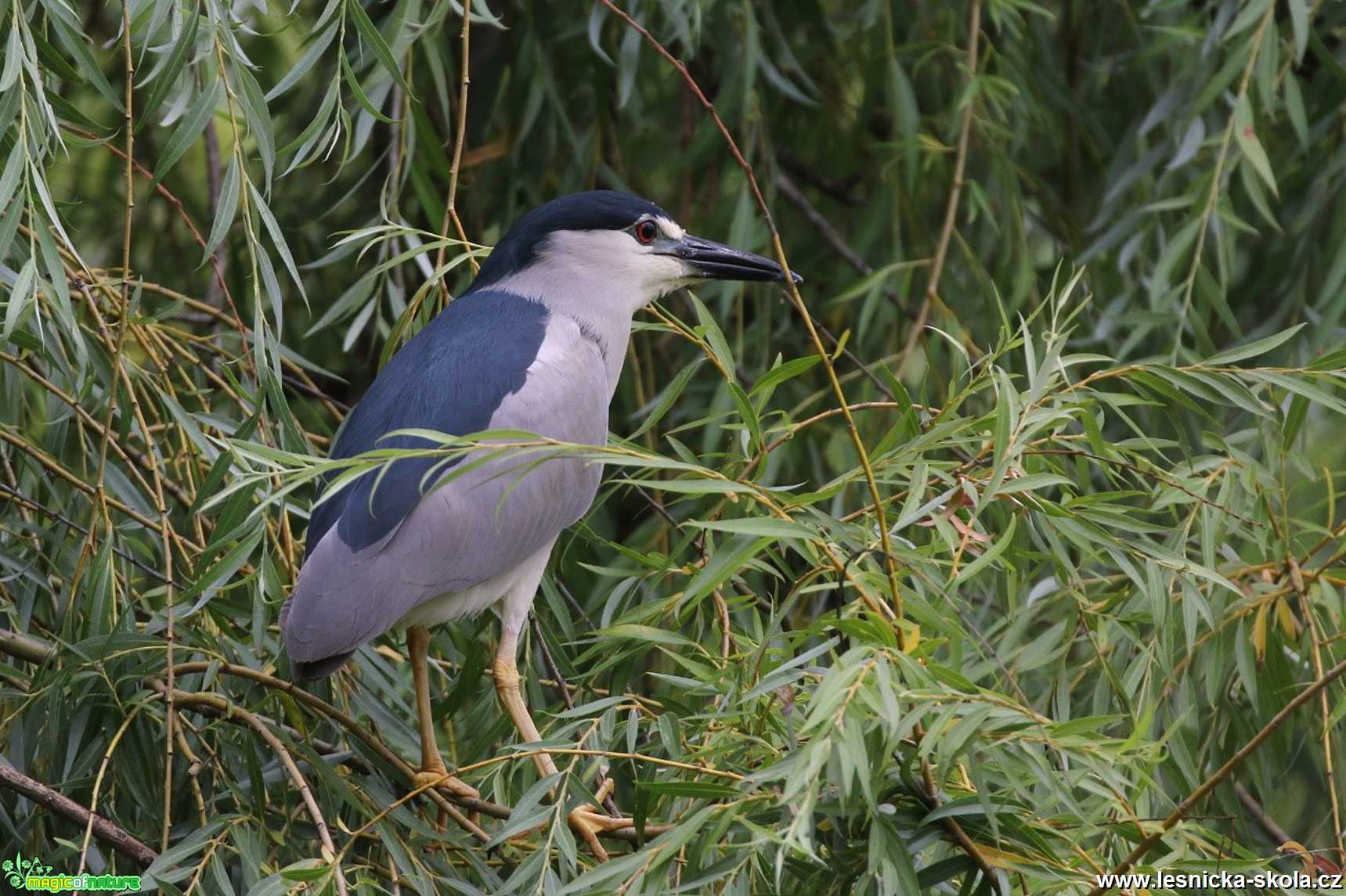 Kvakoš noční -  Nycticorax nycticorax - Foto Irena Wenischová 1119