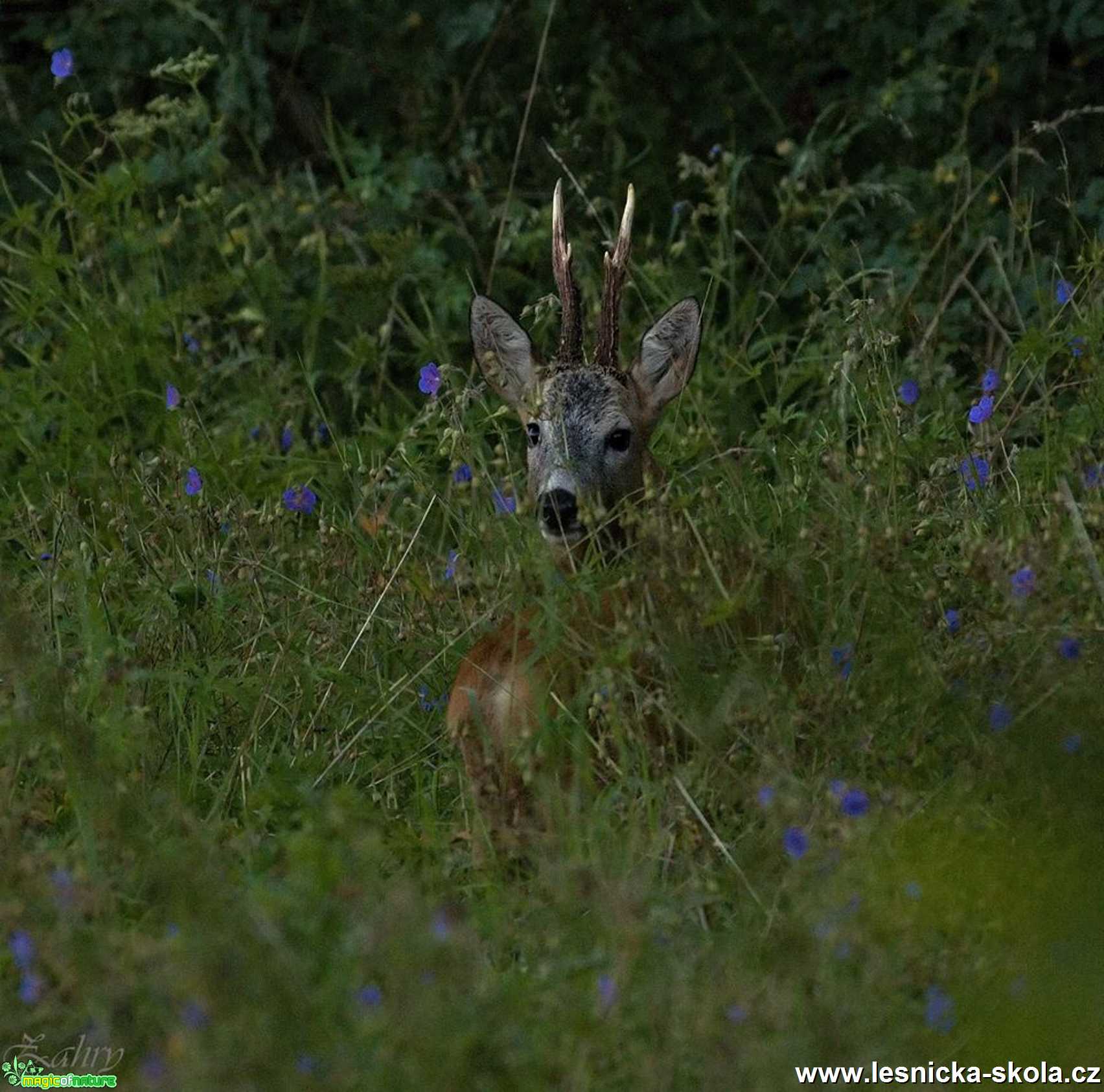 Srnčí zvěř - Foto Lukáš Zahrádka 1119 (3)