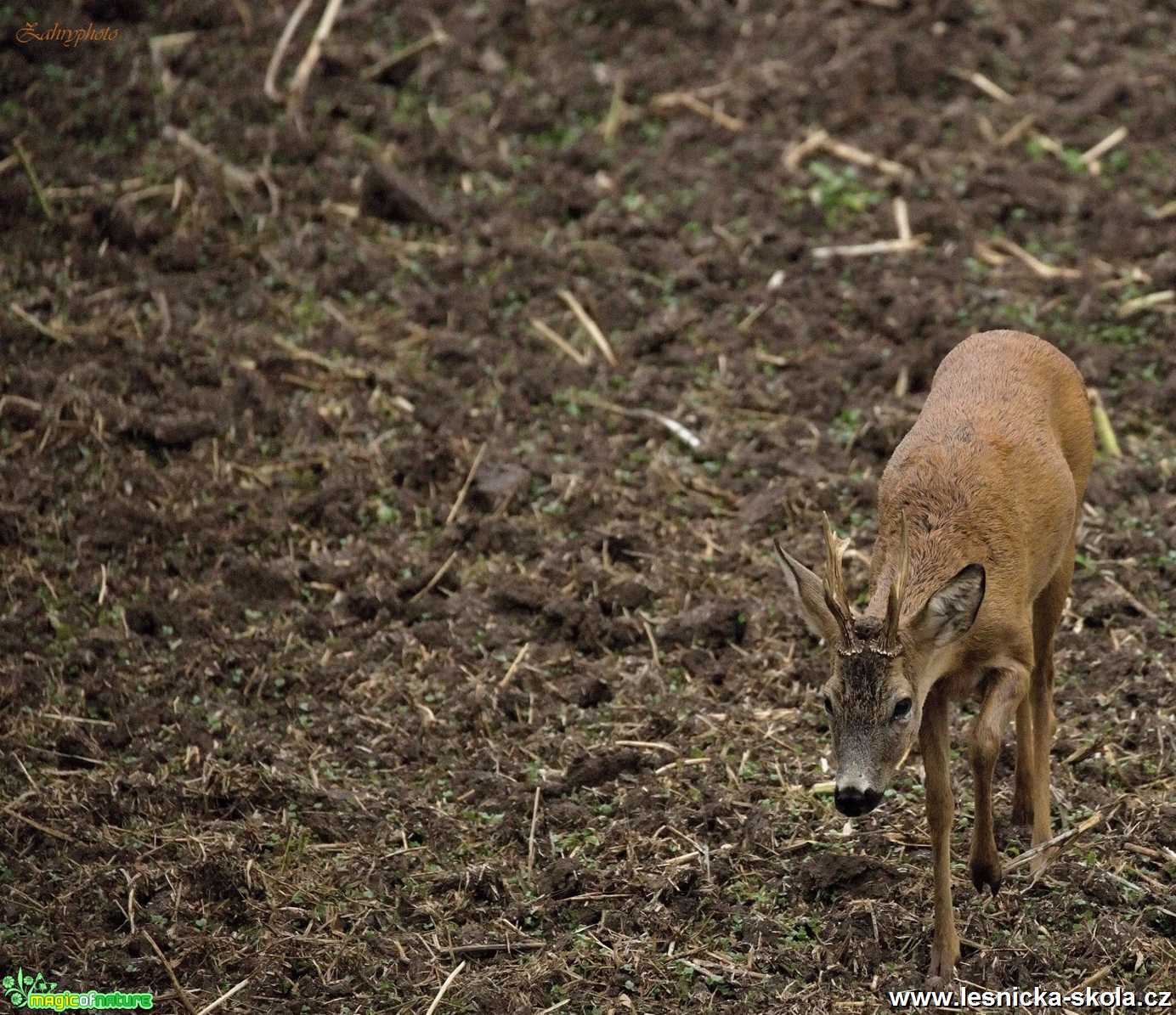 Srnčí zvěř - Foto Lukáš Zahrádka 1119 (4)