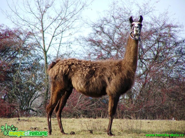 Lama - Foto Gabriela Richtrová (1)