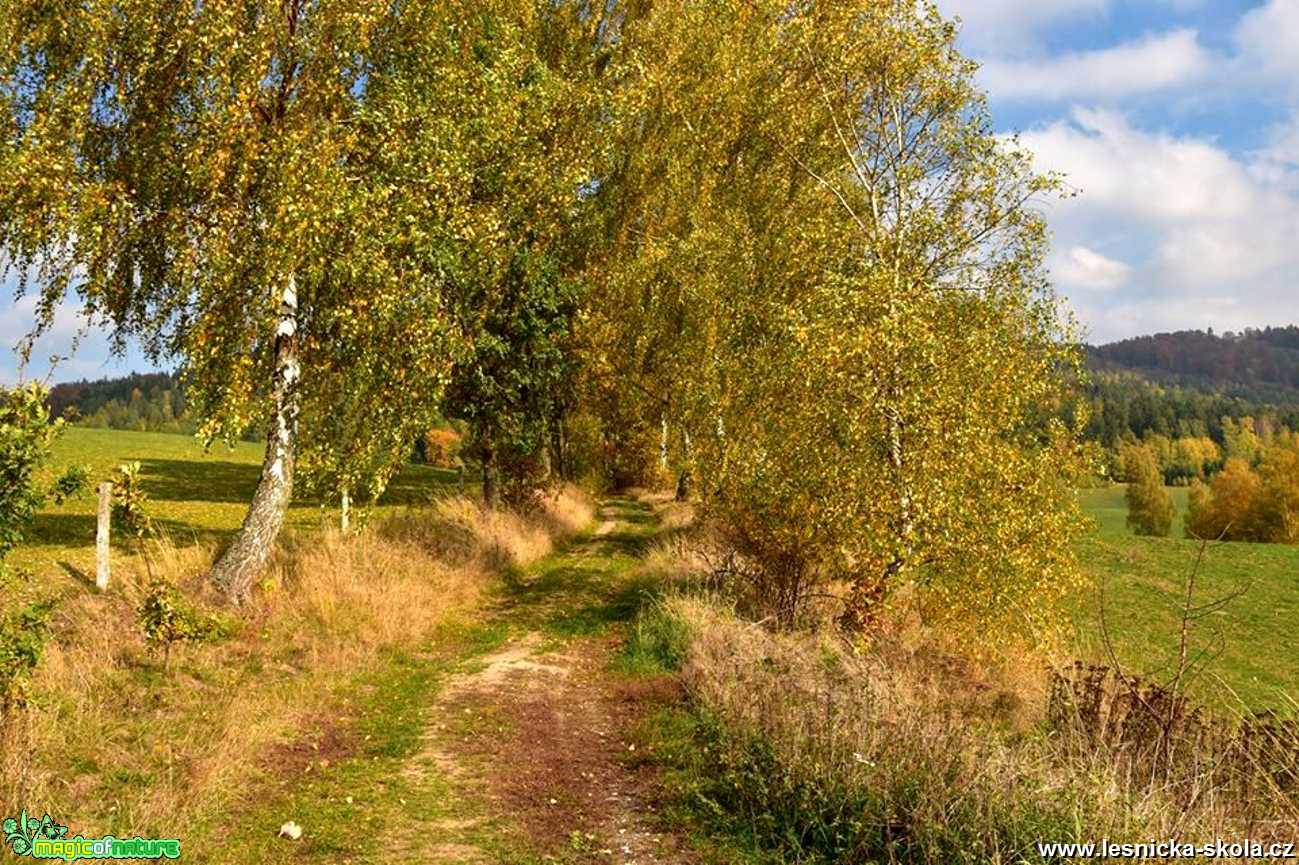 Cestička k pastvinám - Foto Jaroslava Jechová 1219