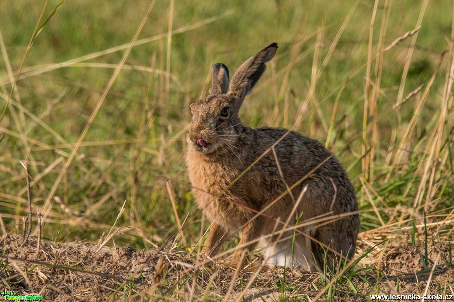 Zajíc polní - Lepus europaeus - Foto Zbyněk Tomek 1219 (3)