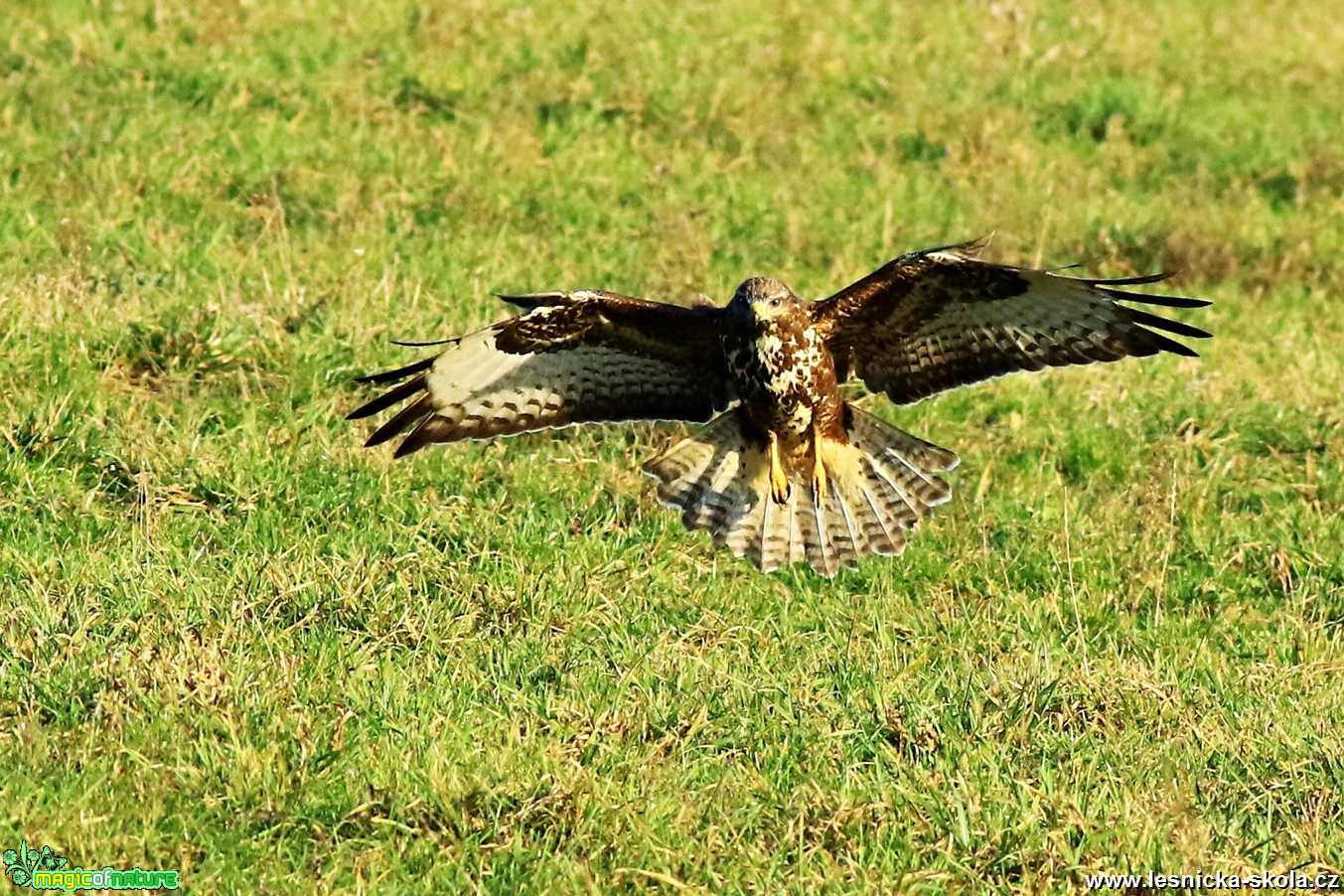 Káně lesní - Buteo buteo - Foto Pavel Balazka 1219