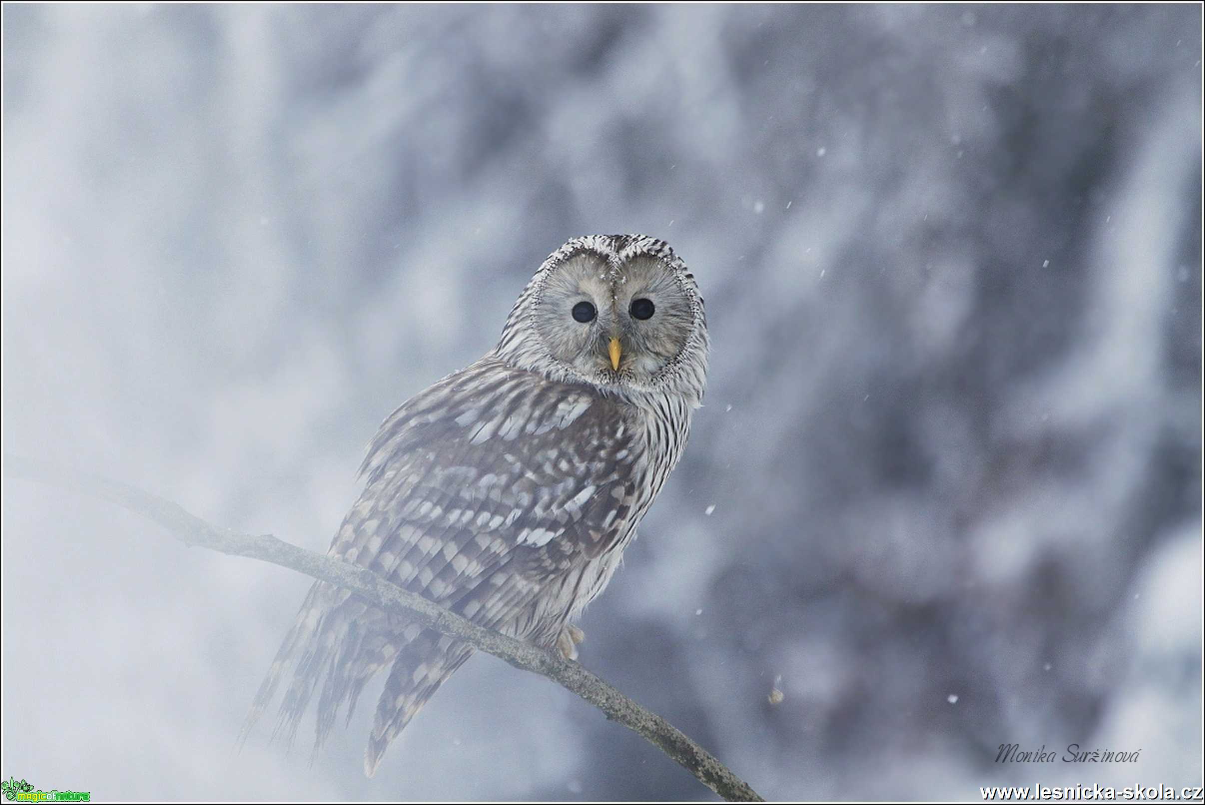 Puštík bělavý - Foto Monika Suržinová 0120 (2)