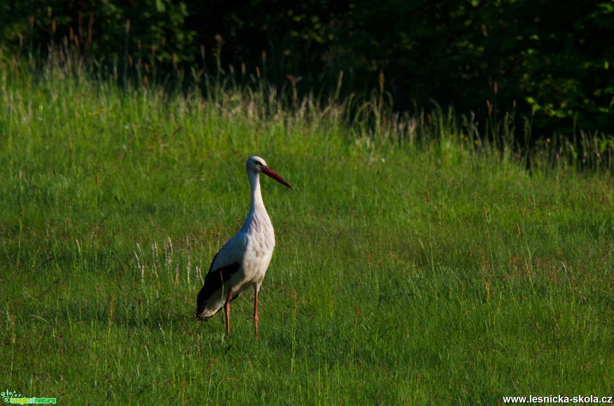 Čáp bílý - Ciconia ciconia - Foto Zbyněk Tomek 0120 (1)