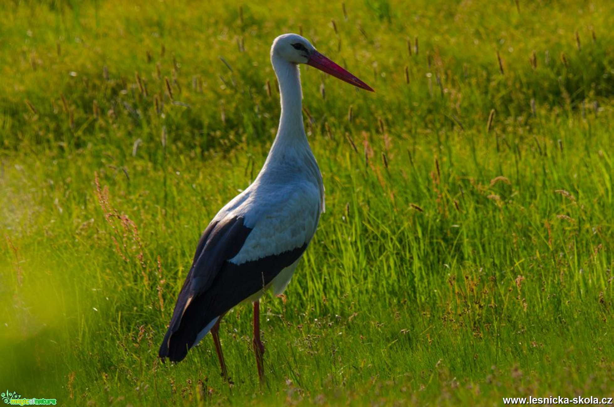 Čáp bílý - Ciconia ciconia - Foto Zbyněk Tomek 0120 (2)